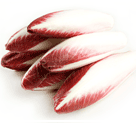 Chicory