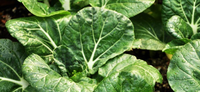Pak Choi & Choi Sum