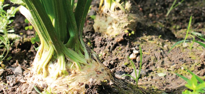 Celeriac