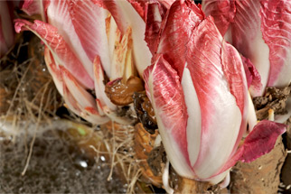 Chicory Forcing