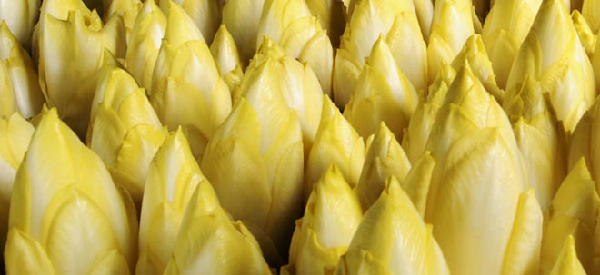 Chicory