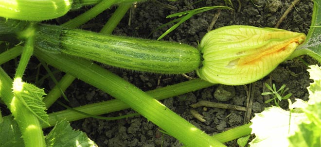 Courgettes