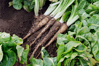 Field Grown Vegetables