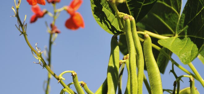Peas & Beans